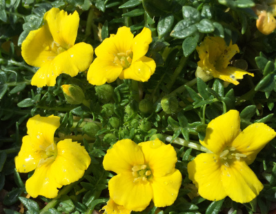 Morisia monantha 'Fred Hemingway' 